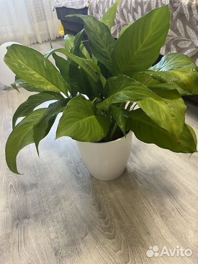 Спатифиллум