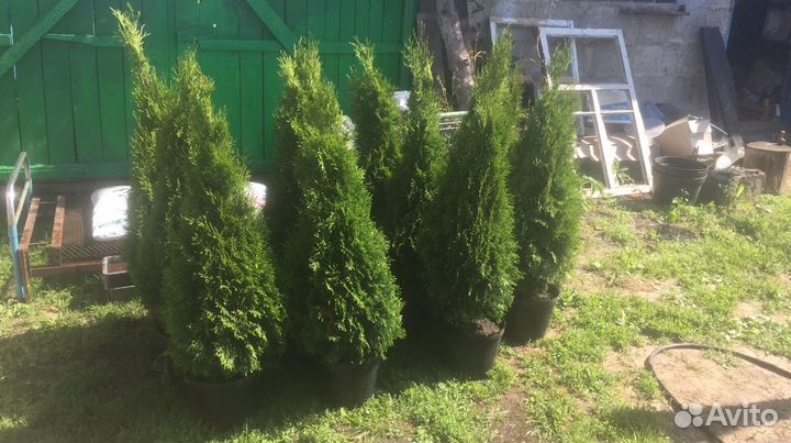 Туя Смарагд