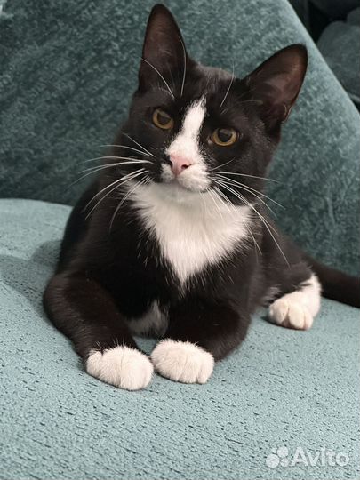 Котёнок 5 месяцев
