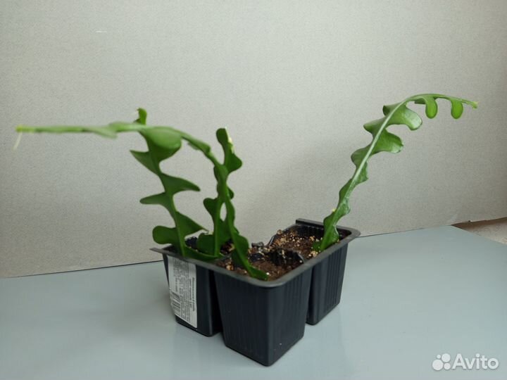 Epiphyllum anguliger Кактус рыбья кость