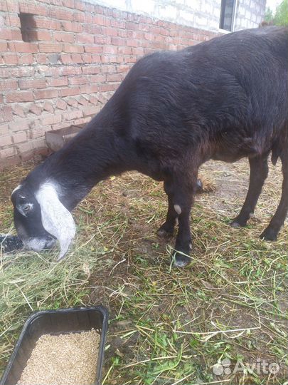 Коза нубийская