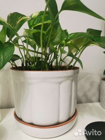 Новый Горшок/кашпо для цветов керамический 1.8л