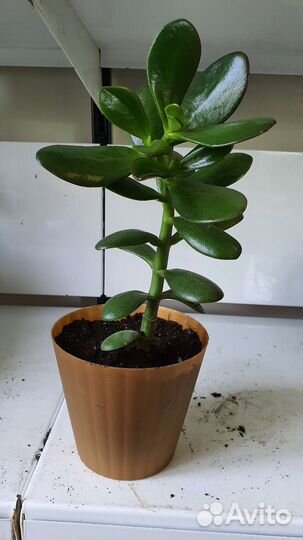 Крассула толстянка