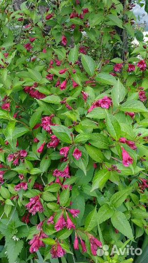 Растения для сада