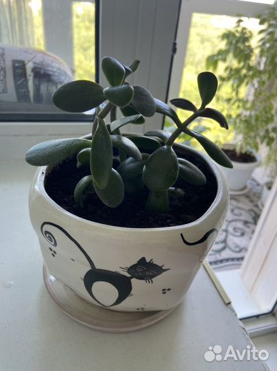 Толстянка(денежное дерево)