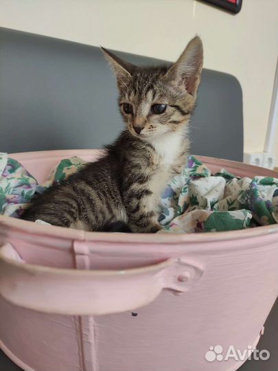 Кошка в дар бесплатно