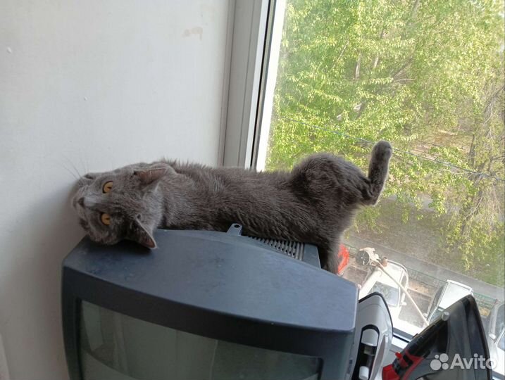 Кошечка в добрые руки