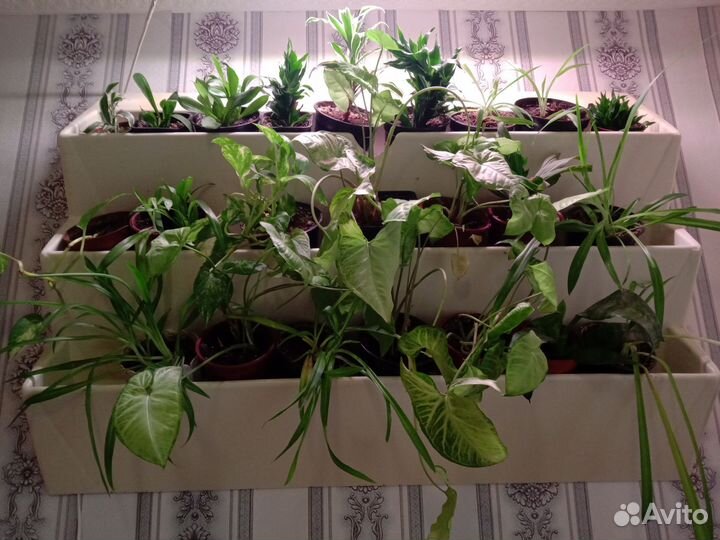 Фитомодуль большой с цветами