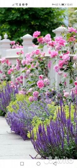 Шалфей дубравный