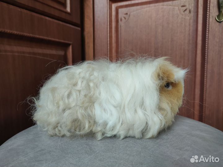 Морская свинка мерино вязка