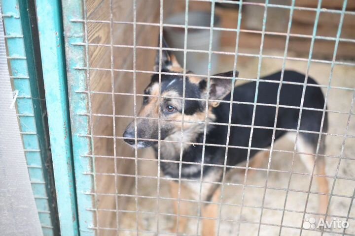 Лукум ищет дом