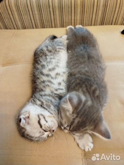 Шотландские котята