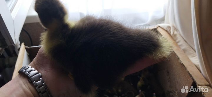 Подрощенные индоутята