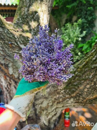 Лаванда крымская,букеты