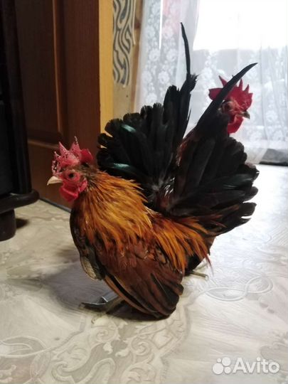 Петух серама
