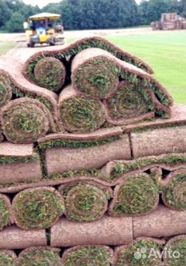 Рулонный газон 