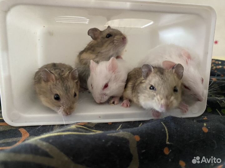 Джунгарские хомячки