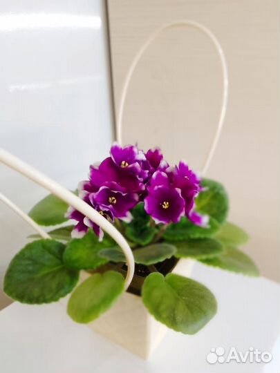 Комнатные цветы