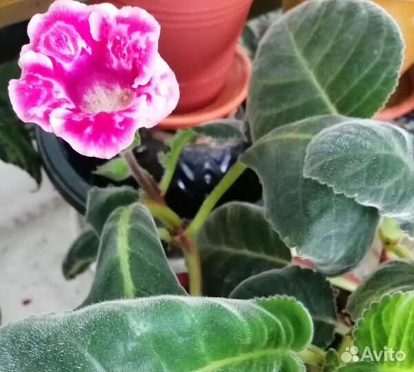 Глоксинии Синнингия, Аванти