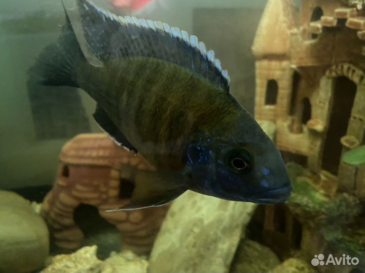 Африканская цыхлида