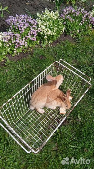 Кролик, сукрольные крольчихи, мясо кролика