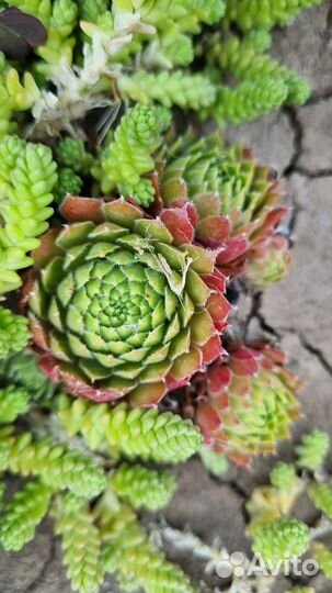 Молодило, эониум