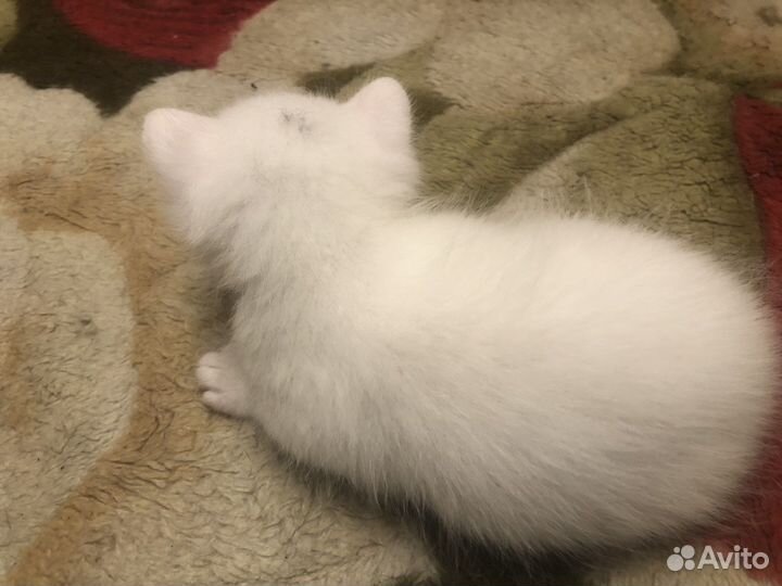 Котята чисто белые