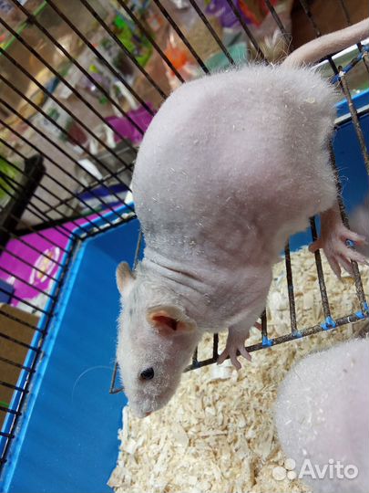 Крыса сфинкс