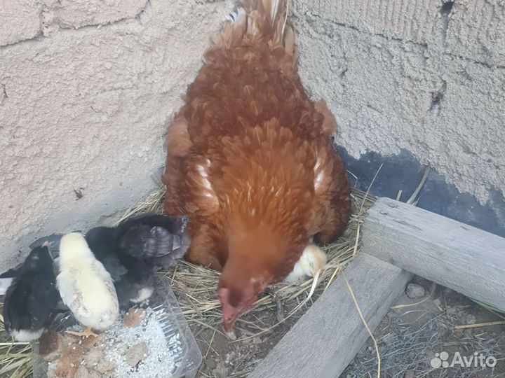 Цыплёнки 6 штук