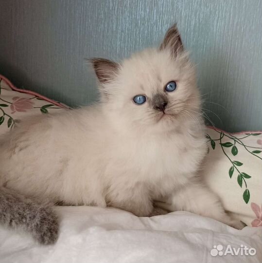 Ласковые котята для семьи с детьми