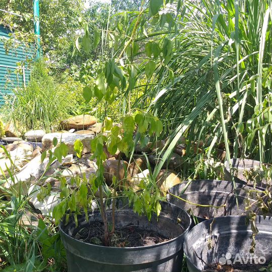 Унаби, зизифус, финик китайский