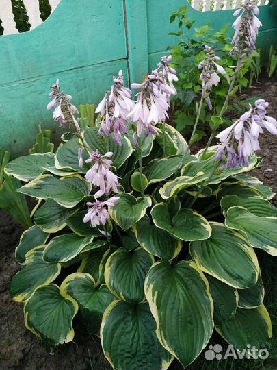 Хосты сортовые