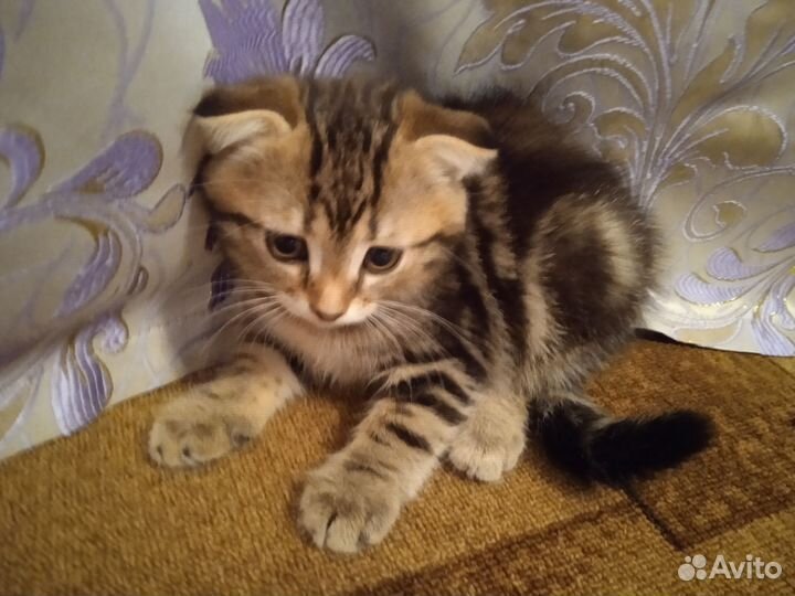 Вислоухий котенок в добрые руки