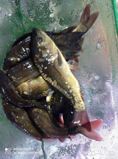 Карп. Линь. Амур. Толстолобик. Карась золотой