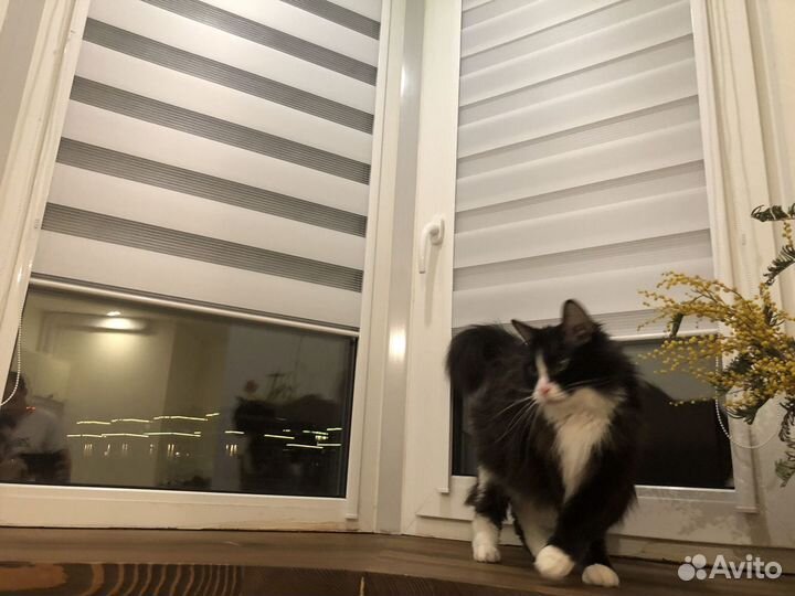 Рулонные шторы