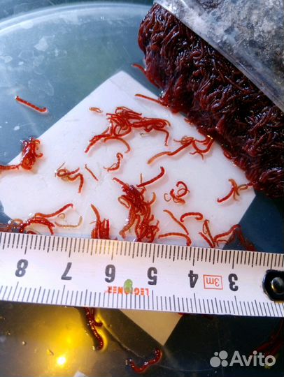 Корм для рыб: мотыль