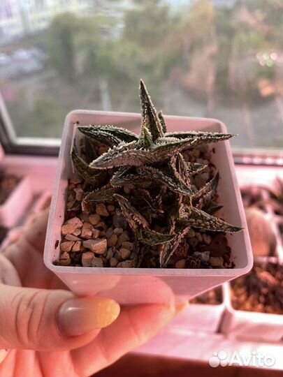 Алоэ 'Coconut Flakes'