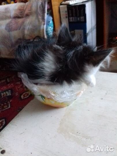 Пушистый котёнок мальчик в добрые руки