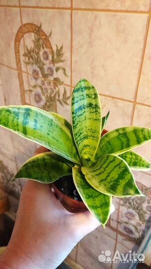 Сансевиерии сортовые