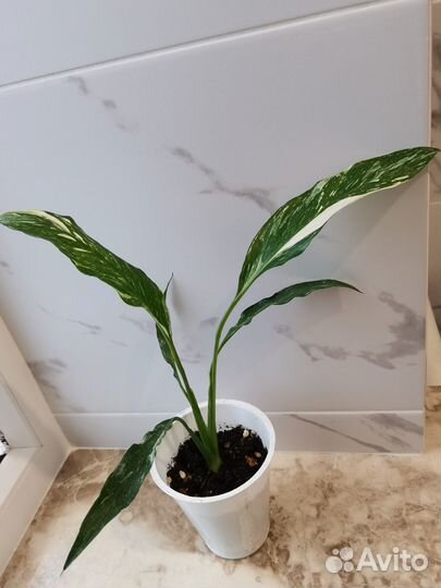 Спатифиллум 