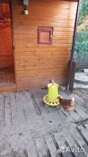 Куры молодки несушки