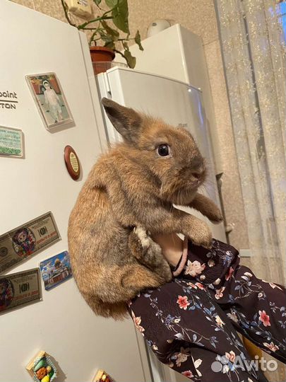 Декоративные кролик