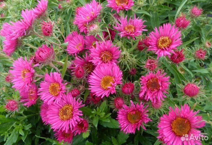 Многолетние садовые цветы