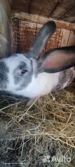 Голландский кролик