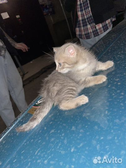 Кошка в дар бесплатно