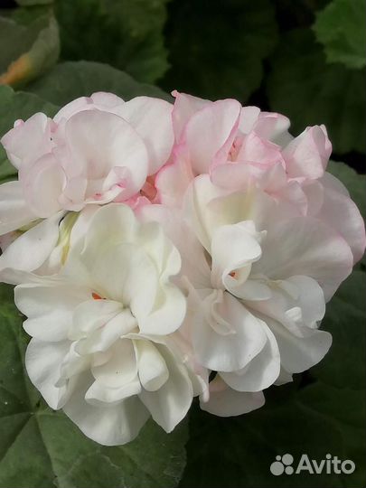 Сортовые пеларгонии