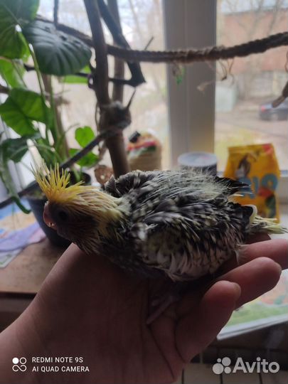 Попугай карелла птенцы