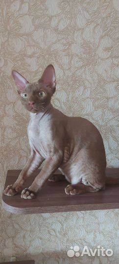 Кот девон-рекс