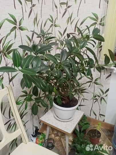 Эсхинантус