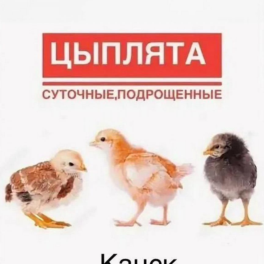 Инкубационное яйцо породистых кур